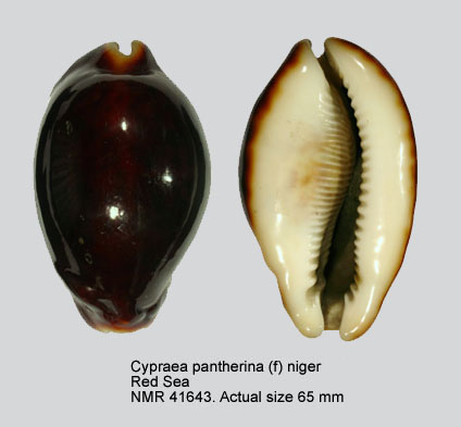 Cypraea pantherina (f) niger.jpg - Cypraea pantherinaLightfoot,1786